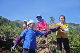 黎平县腊洞村：茯苓丰收 “土疙瘩”变“致富宝”图片