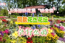 惊艳！世纪公园“复刻”铂金奖花坛，“五一”可赏图片