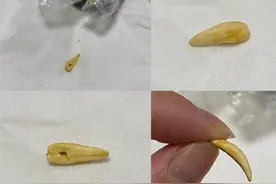 极目3·15｜成都一女子称在蛋挞中吃出“动物牙齿”，店方：或为开心果果壳碎屑，正找单位检测图片