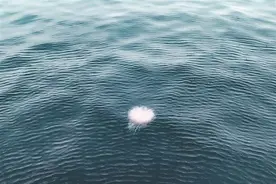 盐田大梅沙海域出现水母群 专家提醒：有毒，不要触碰！图片