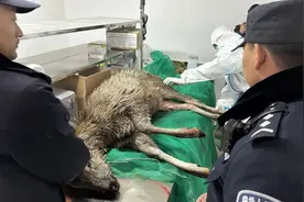 班玛公安联合多部门救助国家二级保护动物——水鹿图片