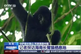 翻山越岭来看你！探访海南长臂猿家族栖息地图片