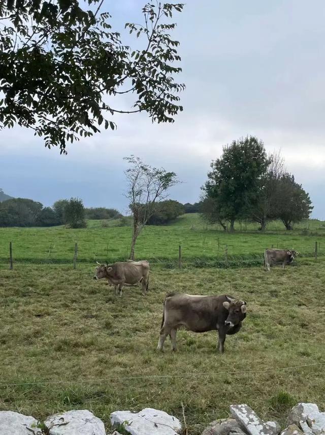 西班牙旅行随笔之坎塔布里亚（下）