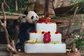 萌翻全场！南宁这对大熊猫兄妹8岁啦图片