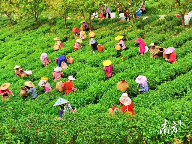 梅县为何这样红?