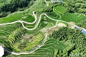 遂川：水稻“作画”扮靓梯田图片