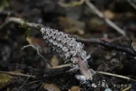 奇特！永安发现三明市植物分布新记录图片
