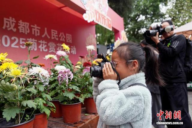 四川成都：700余种菊花亮相引游人
