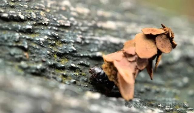 欢迎来到疯狂动物城·罗湖分城