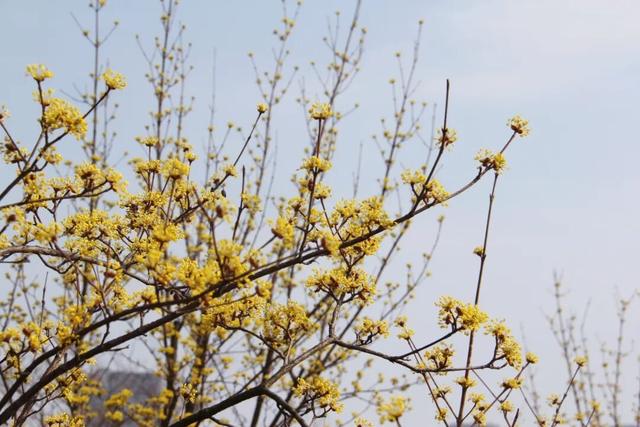 南京全城开花，九宫格装不下