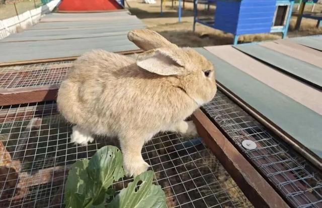 新年游玩线路：老自一条，老己一条，自己一条