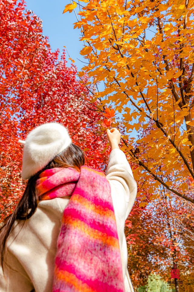 红红红红！红“枫”了！