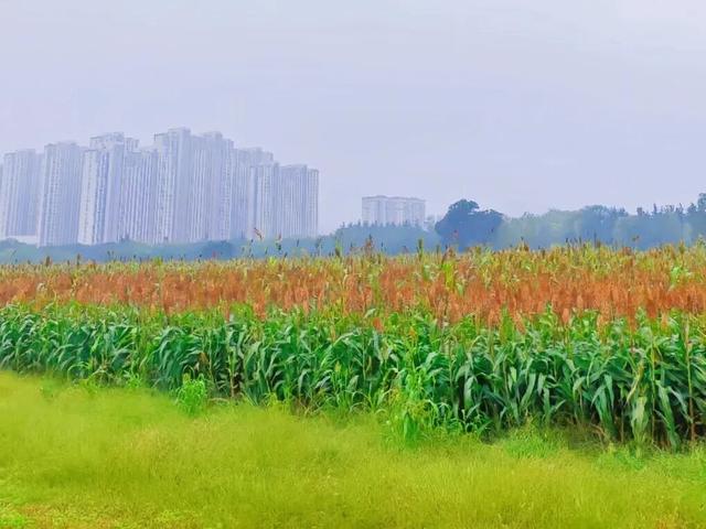 定鼎门旁这片高粱红，已经藏不住古都的秋意了