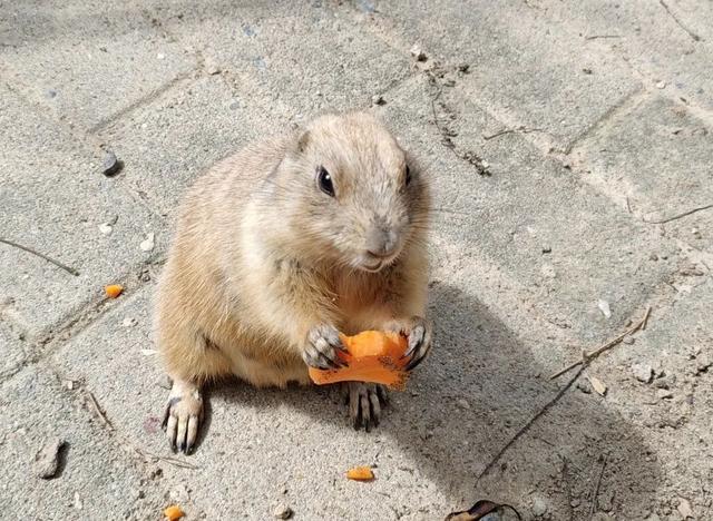 启动试运行！福州动物园重要通知！
