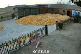 黑龙江出现老虎咬伤村民被当地抓捕，律师解析四大焦点问题图片