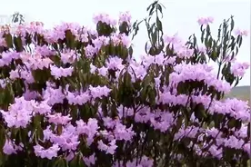 鲜花装点春日大地展现蓬勃生机 “多彩”旅游业态引客来图片