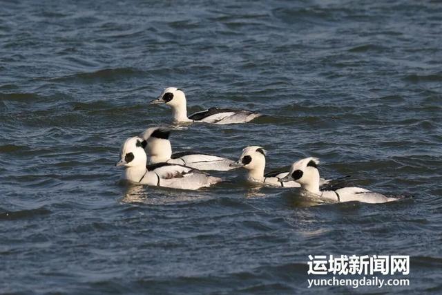 运城九大观鸟胜地邀你共赴冬日童话～