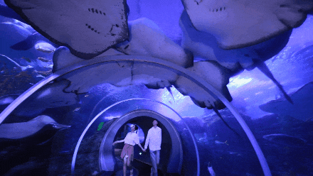 这才是青岛人私藏的城市封面！“醉美”红礁石、中国首个水族馆，年卡99元起畅玩！