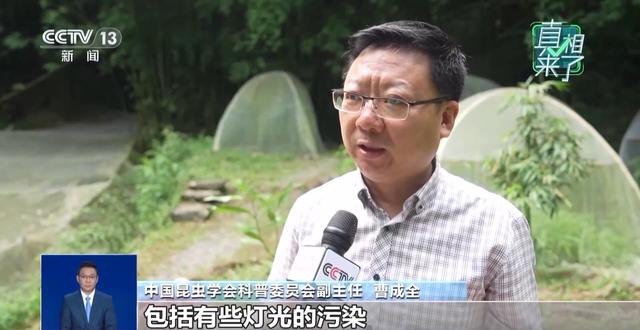 真相来了丨网传萤火虫濒临灭绝 是真的吗？
