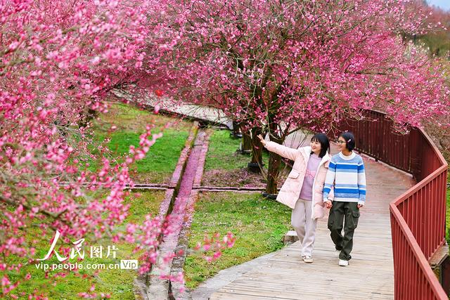 湖北来凤：梅花绽放迎客来