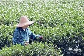 西湖龙井长势良好，即将开始采摘图片