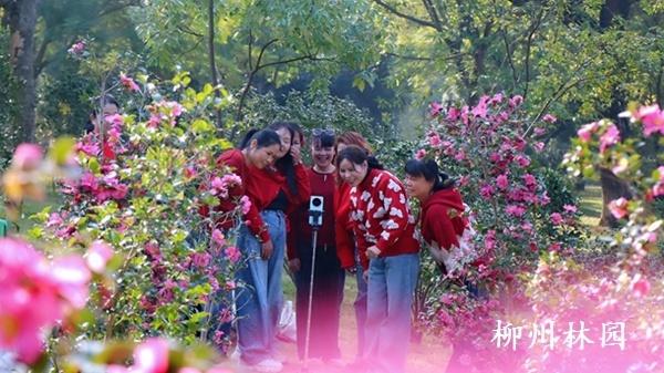 柳州市雀儿山公园茶梅盛放