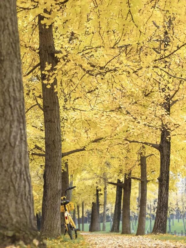 金灿灿！成都人的“顶流”上线，错过等一年！
