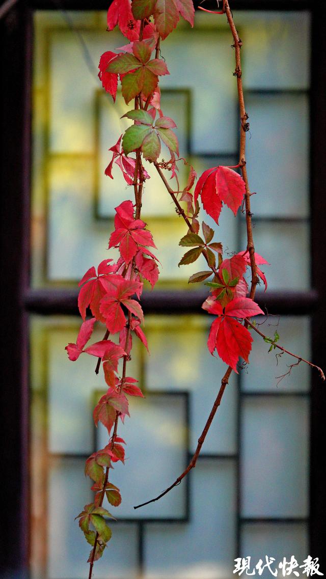 秋日限定，南京“爬山虎之窗”一眼惊艳