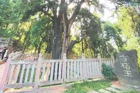 蜀道翠云廊上 万株古柏长青不老图片