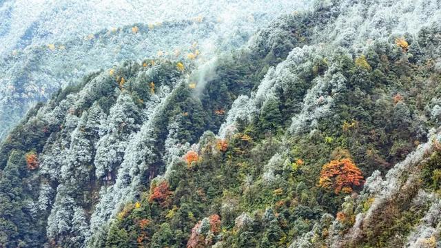 真的下雪啦！瓦屋山初雪突降！彩林+初雪的绝美同框，免门票就能看见！