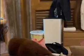 女子称住野生动物园区酒店，小熊猫跳上床咬伤老公，手肘淤青留下牙印！园区回应图片