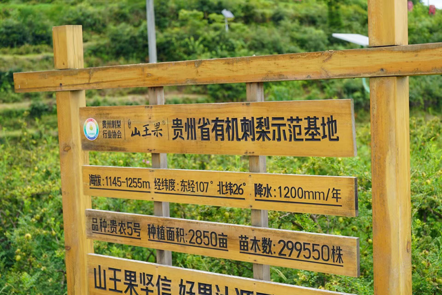 一颗浑身是刺的果子，在拼多多成为产业新贵？