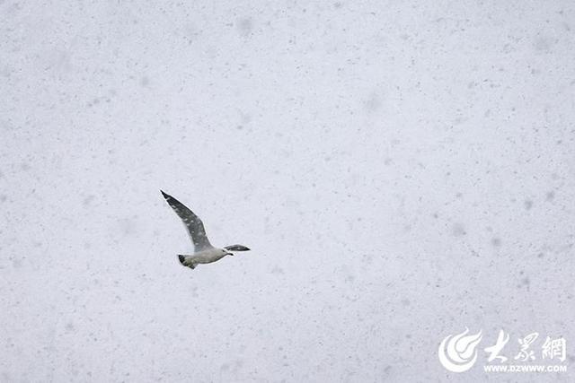 四季予你｜烟台：雪舞海畔，海鸥争涛