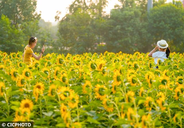 秋游花海，如行“花毯”