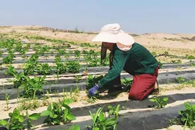 陕西神木市：打造农业公共品牌 助力乡村全面振兴图片