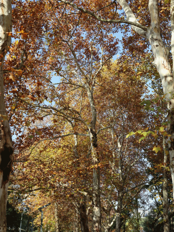 遇见丨开福上新色：捕捉开福黄调时刻