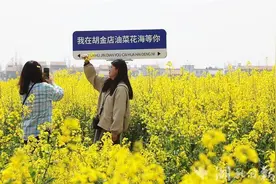 云梦万亩油菜花海绽放迎客图片