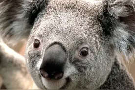 探寻华夏大地的年味宝藏：各地过年习俗大赏图片