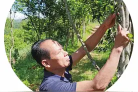 惠东培育发展九个百亿级产业图片
