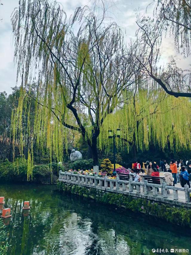趵突泉菊展花开正当时