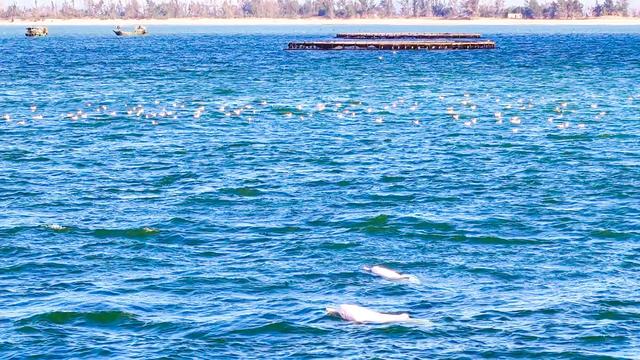 好粉,好可爱:上海媒体大V在湛江滨海喜见中华白海豚