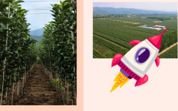 千阳苹果六度“飞天” 保障空间站太空饮食