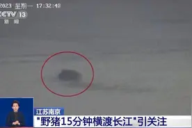 野猪15分钟横渡长江！它们为何成城市“常客”？专家详解图片