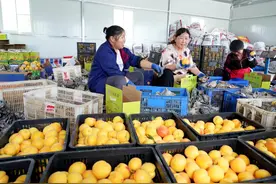 赤壁茶庵岭镇罗峰村：黄桃俏枝头 采摘正当时图片