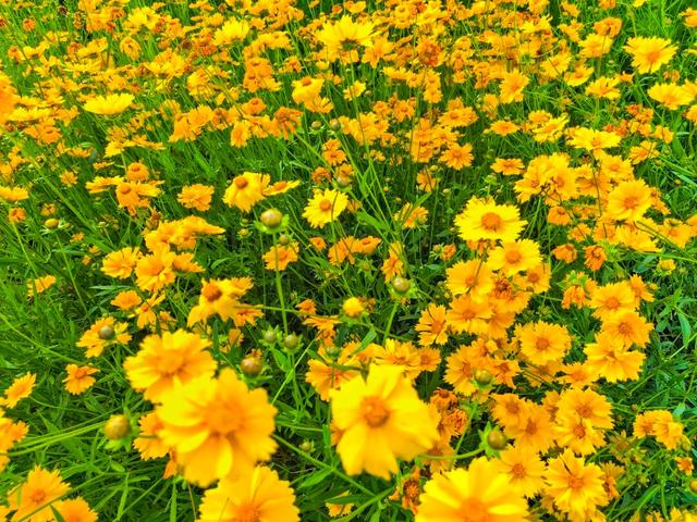 惊艳！阜阳颍河边“金色花海”，藏不住了