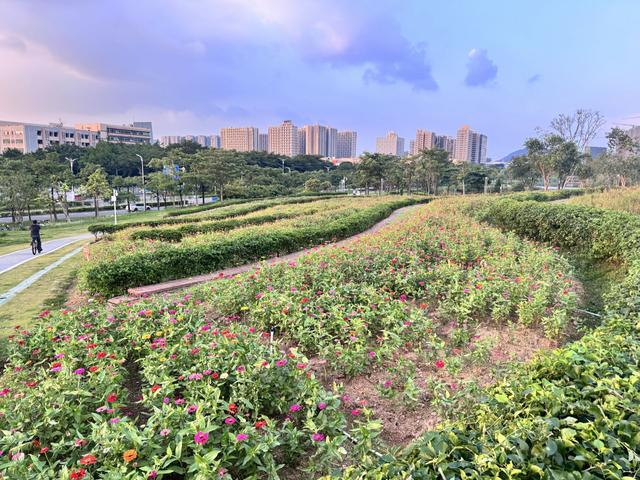 就在凤凰山脚下！宝安人才林公园百日草花开成海等你来打卡