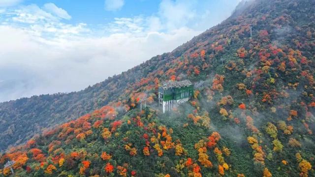 红红红了！红叶最佳观赏期已至！游玩安全记心中→