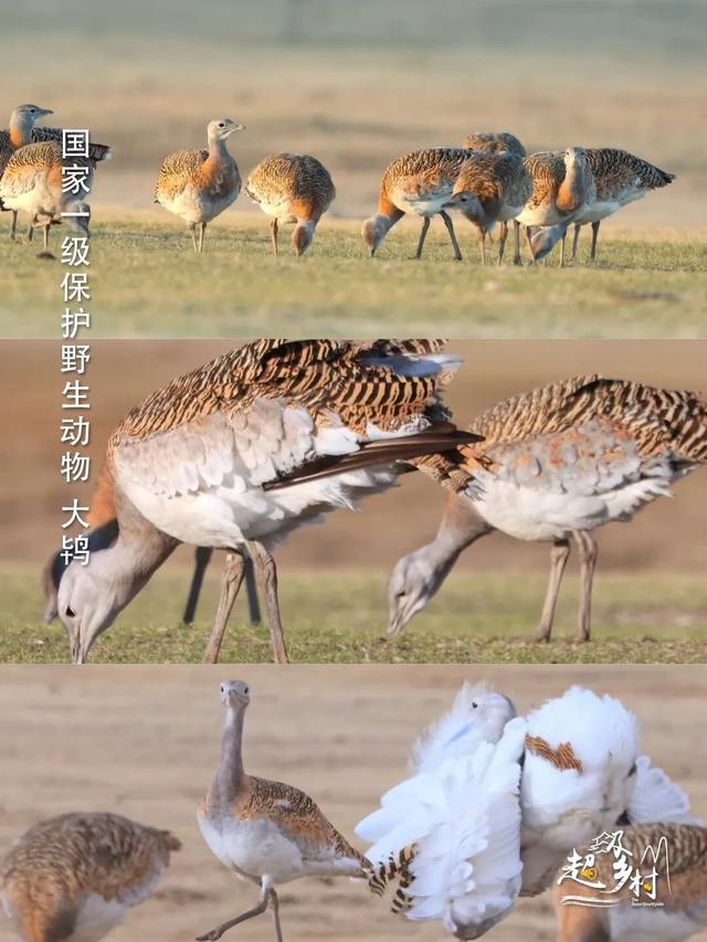 10月秋景顶流旅游地，摄影师盛赞的“北疆一绝”，7日换7色。看纪录片《西拉沐沦》赏赤峰秋色