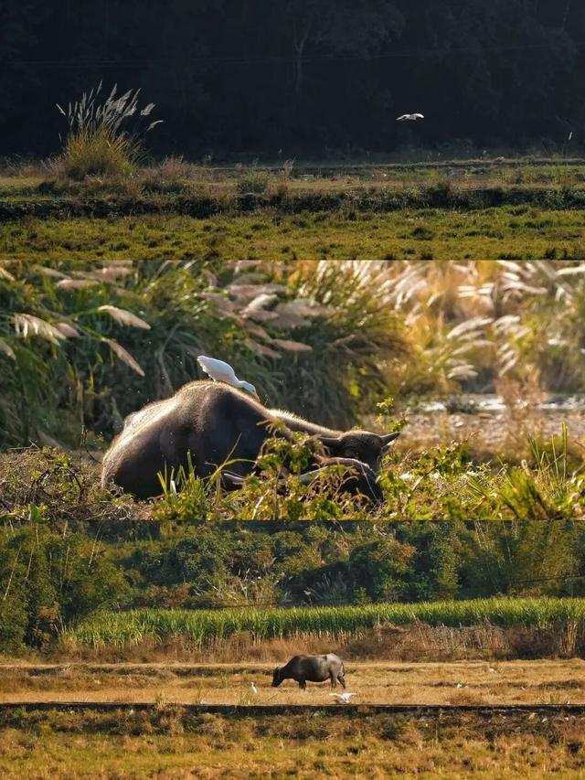 周末露营天花板，来福安“野” 一天！