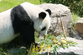 “泉”在济南享金秋，大熊猫老虎吃“月饼”迎中秋图片